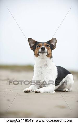 Jack Russell Terrier, lying View Large Photo Image Stock Photo - Jack Russell Terrier, lying. Fotosearch