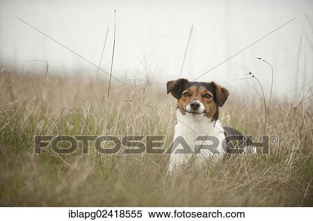 Jack Russell Terrier, lying View Large Photo Image Stock Photography - Jack Russell Terrier, lying. Fotosearch