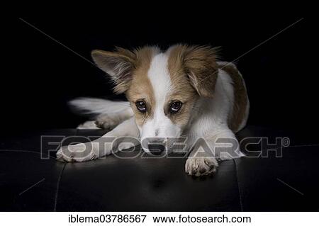 Jack Russell Terrier mix lying on a black leather sofa View Large Photo Image Stock Photo - Jack Russell Terrier mix lying on a black leather sofa. Fotosearch