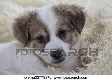 "Jack Russell Terrier mix, Puppy" View Large Photo Image Stock Image - "Jack Russell Terrier mix, Puppy". Fotosearch