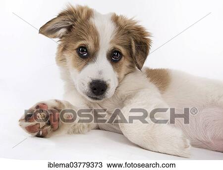 "Jack Russell Terrier mix, Puppy" View Large Photo Image Stock Image - "Jack Russell Terrier mix, Puppy". Fotosearch
