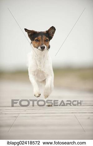 Jack Russell Terrier running along a jetty View Large Photo Image Stock Image - Jack Russell Terrier running along a jetty. Fotosearch
