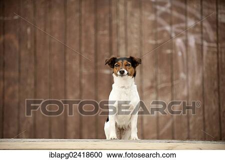 Jack Russell Terrier sitting in front of a wooden wall View Large Photo Image Stock Image - Jack Russell Terrier sitting in front of a wooden wall. Fotosearch