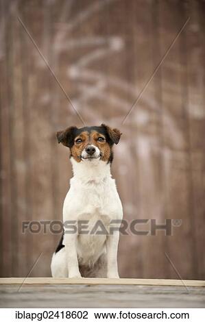Stock Image - Jack Russell Terrier sitting in front of a wooden wall. Fotosearch