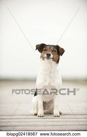Jack Russell Terrier sitting on a jetty View Large Photo Image Stock Photo - Jack Russell Terrier sitting on a jetty. Fotosearch