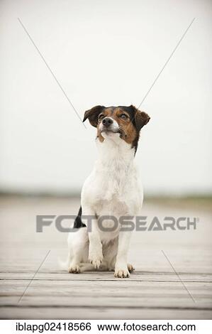 Jack Russell Terrier sitting on a jetty View Large Photo Image Stock Photograph - Jack Russell Terrier sitting on a jetty. Fotosearch