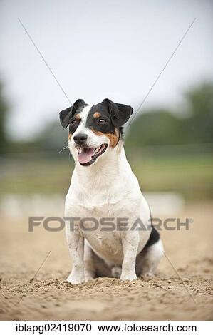 Jack Russell Terrier, sitting View Large Photo Image Stock Image - Jack Russell Terrier, sitting. Fotosearch