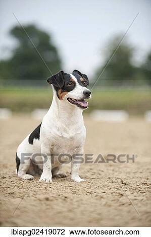 Jack Russell Terrier, sitting View Large Photo Image Stock Image - Jack Russell Terrier, sitting. Fotosearch