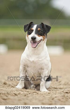 Jack Russell Terrier, sitting View Large Photo Image Stock Photo - Jack Russell Terrier, sitting. Fotosearch