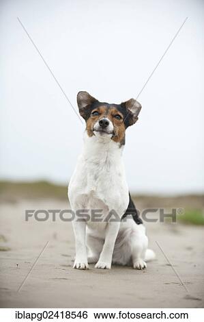 Jack Russell Terrier, sitting View Large Photo Image Stock Photograph - Jack Russell Terrier, sitting. Fotosearch
