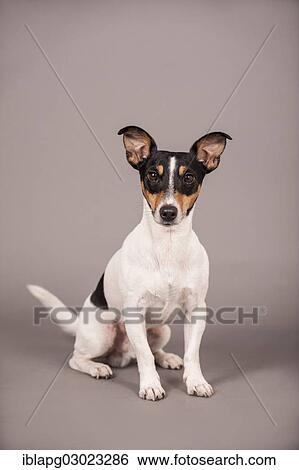 Stock Photograph - "Jack Russell Terrier, sitting, Germany, Europe". Fotosearch