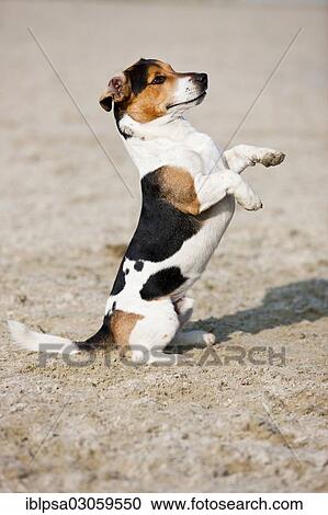 "Jack Russell Terrier sitting up begging, Austria, Europe" View Large Photo Image Stock Image - "Jack Russell Terrier sitting up begging, Austria, Europe". Fotosearch