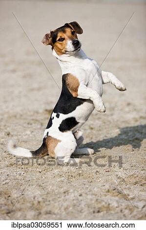 "Jack Russell Terrier sitting up begging, Austria, Europe" View Large Photo Image Stock Image - "Jack Russell Terrier sitting up begging, Austria, Europe". Fotosearch