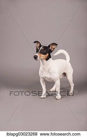 "Jack Russell Terrier, standing, Germany, Europe" View Large Photo Image Stock Photo - "Jack Russell Terrier, standing, Germany, Europe". Fotosearch