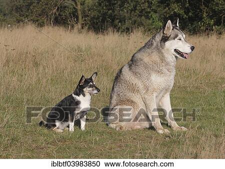 "Jack Russell-Yorkie mixed breed sitting on a meadown with a Siberian Husky, North Rhine-Westphalia, Germany, Europe" View Large Photo Image Stock Image - "Jack Russell-Yorkie mixed breed sitting on a meadown with a Siberian Husky, North Rhine-Westphalia, Germany, Europe". Fotosearch