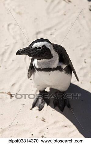"Jackass Penguin or African Penguin (Spheniscus demersus) on the beach, Boulders Beach near Simon's Town, Cape Town, Western Cape, South Africa, Africa" View Large Photo Image Stock Image - "Jackass Penguin or African Penguin (Spheniscus demersus) on the beach, Boulders Beach near Simon's Town, Cape Town, Western Cape, South Africa, Africa". Fotosearch
