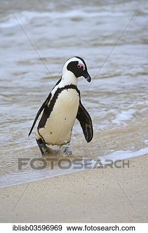 Stock Photo - "Jackass Penguin or African Penguin (Spheniscus demersus), Boulders Beach, Simon's Town, Western Cape, South Africa, Africa". Fotosearch