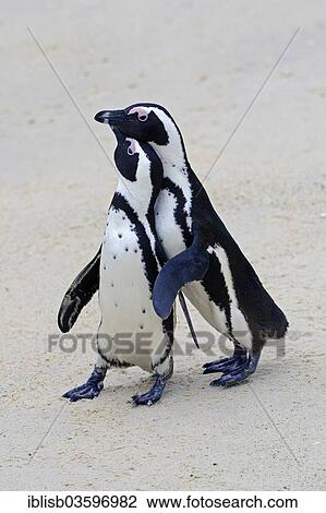 "Jackass Penguins or African Penguins (Spheniscus demersus), displaying, Boulders Beach, Simon's Town, Western Cape, South Africa, Africa" View Large Photo Image Stock Image - "Jackass Penguins or African Penguins (Spheniscus demersus), displaying, Boulders Beach, Simon's Town, Western Cape, South Africa, Africa". Fotosearch