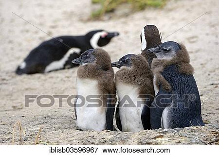 "Jackass Penguins or African Penguins (Spheniscus demersus), young, Boulders Beach, Simon's Town, Western Cape, South Africa, Africa" View Large Photo Image Stock Photo - "Jackass Penguins or African Penguins (Spheniscus demersus), young, Boulders Beach, Simon's Town, Western Cape, South Africa, Africa". Fotosearch