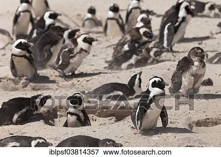 "Jackass Penguins or African Penguins (Spheniscus demersus) on the beach, Boulders Beach near Simon's Town, Cape Town, Western Cape, South Africa, Africa" View Large Photo Image Stock Photo - "Jackass Penguins or African Penguins (Spheniscus demersus) on the beach, Boulders Beach near Simon's Town, Cape Town, Western Cape, South Africa, Africa". Fotosearch