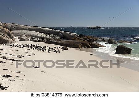 "Jackass Penguins or African Penguins (Spheniscus demersus) on the beach, Boulders Beach near Simon's Town, Cape Town, Western Cape, South Africa, Africa" View Large Photo Image Stock Photo - "Jackass Penguins or African Penguins (Spheniscus demersus) on the beach, Boulders Beach near Simon's Town, Cape Town, Western Cape, South Africa, Africa". Fotosearch