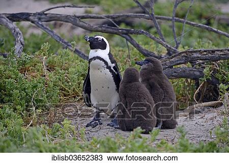 "Jackass Penguins (Spheniscus demersus), adult with chicks, Boulders Beach, Simon's Town, Western Cape, South Africa, Africa" View Large Photo Image Stock Image - "Jackass Penguins (Spheniscus demersus), adult with chicks, Boulders Beach, Simon's Town, Western Cape, South Africa, Africa". Fotosearch