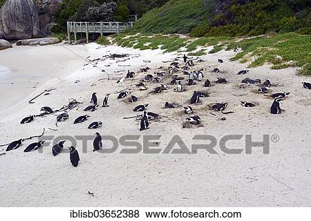 Stock Photo - "Jackass Penguins (Spheniscus demersus), Boulders Beach, Simon's Town, Western Cape, South Africa, Africa". Fotosearch