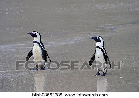Stock Photography - "Jackass Penguins (Spheniscus demersus), Boulders Beach, Simon's Town, Western Cape, South Africa, Africa". Fotosearch