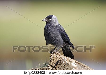 "Jackdaw (Corvus monedula), adult, perched on log, Warwickshire, England, United Kingdom, Europe" View Large Photo Image Stock Image - "Jackdaw (Corvus monedula), adult, perched on log, Warwickshire, England, United Kingdom, Europe". Fotosearch