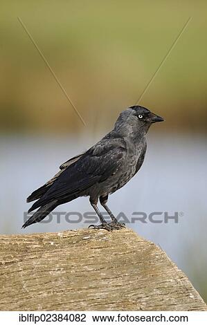 Stock Image - "Jackdaw (Corvus monedula), adult, perched on log, Warwickshire, England, United Kingdom, Europe". Fotosearch