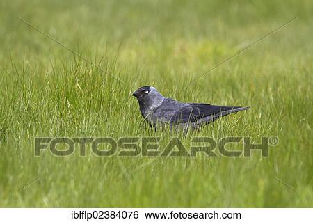 "Jackdaw (Corvus monedula), adult, foraging in grass, Cley Marshes Reserve, Cley-next-the-Sea, Norfolk, England, United Kingdom, Europe" View Large Photo Image Stock Photograph - "Jackdaw (Corvus monedula), adult, foraging in grass, Cley Marshes Reserve, Cley-next-the-Sea, Norfolk, England, United Kingdom, Europe". Fotosearch