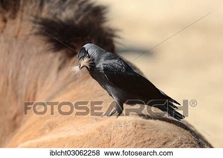 "Jackdaw (Corvus monedula, Coloeus monedula) collecting hair from horseback as nesting material, The Netherlands, Europe" View Large Photo Image Stock Photo - "Jackdaw (Corvus monedula, Coloeus monedula) collecting hair from horseback as nesting material, The Netherlands, Europe". Fotosearch
