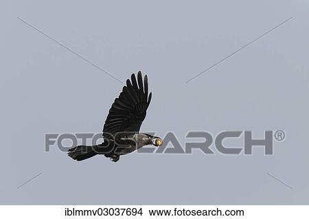 "Jackdaw (Corvus monedula), with the egg of a common tern in its beak, Ostriesische Inseln, Friesland, Lower Saxony, Germany, Europe" View Large Photo Image Picture - "Jackdaw (Corvus monedula), with the egg of a common tern in its beak, Ostriesische Inseln, Friesland, Lower Saxony, Germany, Europe". Fotosearch