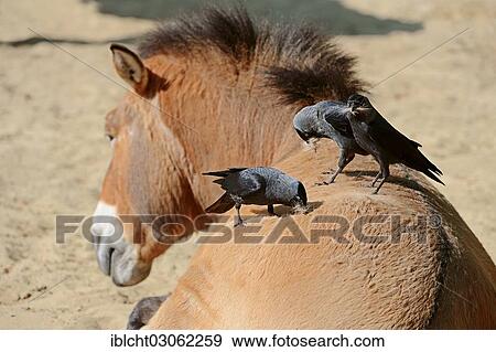 "Jackdaws (Corvus monedula, Coloeus monedula) collecting hair from the back of a Przewalski's Horse, Takhi, Asian Wild Horse or Mongolian wild horse (Equus ferus przewalskii, Equus przewalskii, Equus caballus przewalskii), The Netherlands, Europe" View Large Photo Image Stock Photo - "Jackdaws (Corvus monedula, Coloeus monedula) collecting hair from the back of a Przewalski's Horse, Takhi, Asian Wild Horse or Mongolian wild horse (Equus ferus przewalskii, Equus przewalskii, Equus caballus przewalskii), The Netherlands, Europe". Fotosearch