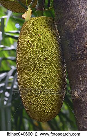 "Jackfruit (Artocarpus heterophyllus), tropical fruit, Reunion, Africa" View Large Photo Image Stock Image - "Jackfruit (Artocarpus heterophyllus), tropical fruit, Reunion, Africa". Fotosearch
