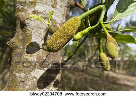 "Jackfruit (Artocarpus heterophyllus) ripening on a tree, Bangladesh, South Asia, Asia" View Large Photo Image Stock Photo - "Jackfruit (Artocarpus heterophyllus) ripening on a tree, Bangladesh, South Asia, Asia". Fotosearch