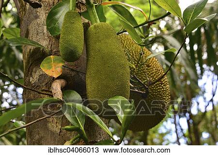 Stock Image - "Jackfruits, Jackfruit tree (Artocarpus heterophyllus), tropical fruits, Reunion, Africa". Fotosearch
