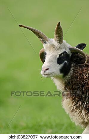 Stock Photo - "Jacob sheep (Ovis ammon f aries), portrait, North Rhine-Westphalia, Germany, Europe". Fotosearch