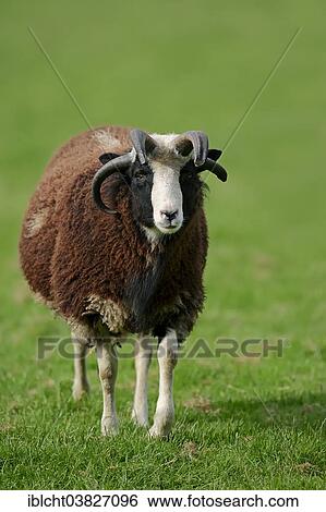 Stock Photograph - "Jacob sheep (Ovis ammon f aries), North Rhine-Westphalia, Germany, Europe". Fotosearch