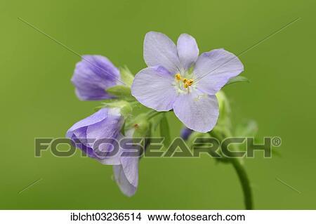 "Jacob's Ladder or Greek Valerian (Polemonium caeruleum), North Rhine-Westphalia, Germany, Europe" View Large Photo Image Picture - "Jacob's Ladder or Greek Valerian (Polemonium caeruleum), North Rhine-Westphalia, Germany, Europe". Fotosearch