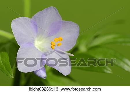 "Jacob's Ladder or Greek Valerian (Polemonium caeruleum), North Rhine-Westphalia, Germany, Europe" View Large Photo Image Stock Image - "Jacob's Ladder or Greek Valerian (Polemonium caeruleum), North Rhine-Westphalia, Germany, Europe". Fotosearch