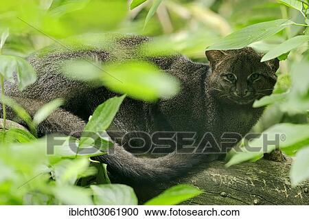 "Jaguarundi (Herpailurus yagouaroundi, Felis yagouaroundi) occurrence in South America, captive, France, Europe" View Large Photo Image Stock Image - "Jaguarundi (Herpailurus yagouaroundi, Felis yagouaroundi) occurrence in South America, captive, France, Europe". Fotosearch