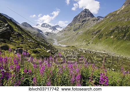 "Jamtal Valley, Jamtalferner Mountain at the rear, Jamtal, Galtur, North Tyrol, Austria, Europe" View Large Photo Image Stock Image - "Jamtal Valley, Jamtalferner Mountain at the rear, Jamtal, Galtur, North Tyrol, Austria, Europe". Fotosearch