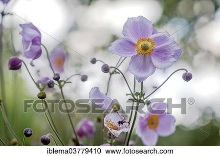 Japanese Anemone (Anemone sp. ) View Large Photo Image Stock Image - Japanese Anemone (Anemone sp. ). Fotosearch