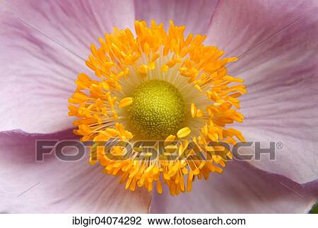 Japanese Anemone (Anemone sp. ) View Large Photo Image Stock Image - Japanese Anemone (Anemone sp. ). Fotosearch