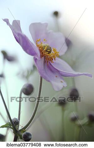 Japanese Anemone (Anemone sp. ) View Large Photo Image Stock Photo - Japanese Anemone (Anemone sp. ). Fotosearch