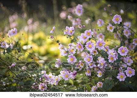 Japanese Anemone 'Pamina' (Anemone hupehensis var. japonica 'Pamina') View Large Photo Image Stock Photo - Japanese Anemone 'Pamina' (Anemone hupehensis var. japonica 'Pamina'). Fotosearch