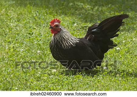 "Japanese Bantam or Chabo chicken, Schwaz, Tyrol, Austria, Europe" View Large Photo Image Stock Image - "Japanese Bantam or Chabo chicken, Schwaz, Tyrol, Austria, Europe". Fotosearch
