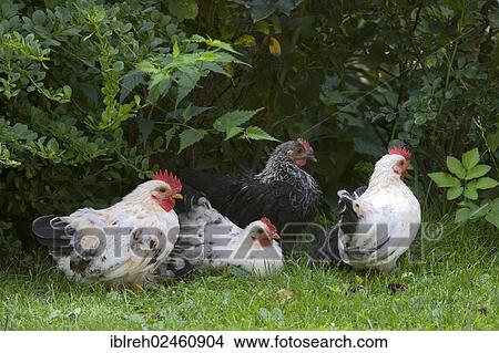 "Japanese Bantam or Chabo chickens, Schwaz, Tyrol, Austria, Europe" View Large Photo Image Picture - "Japanese Bantam or Chabo chickens, Schwaz, Tyrol, Austria, Europe". Fotosearch