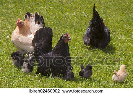 Stock Image - "Japanese Bantam or Chabo chickens, Schwaz, Tyrol, Austria, Europe". Fotosearch